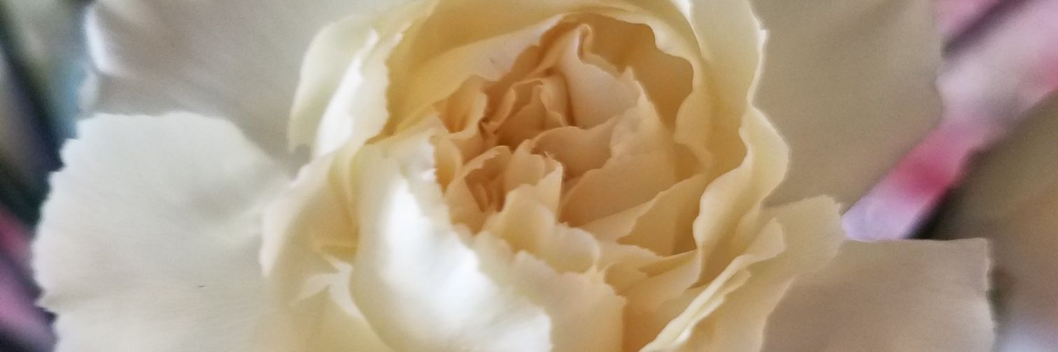 therealgloria@mastodon.world banner