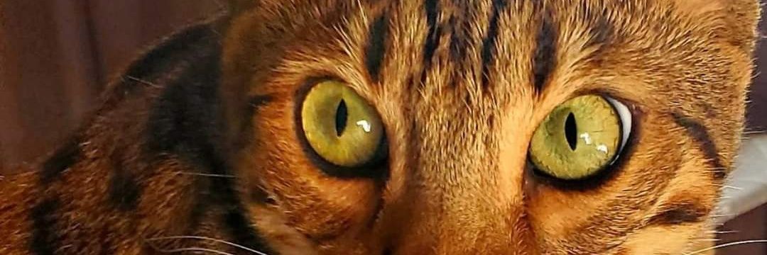 PapermoonGypsys's profile banner image