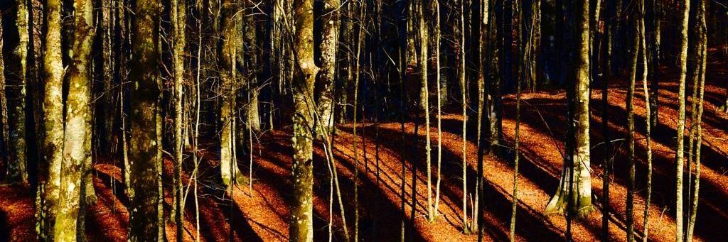 Gedeac🌻🇵🇾 banner