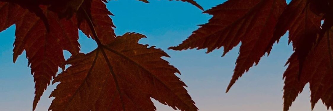birquintero70's profile banner image