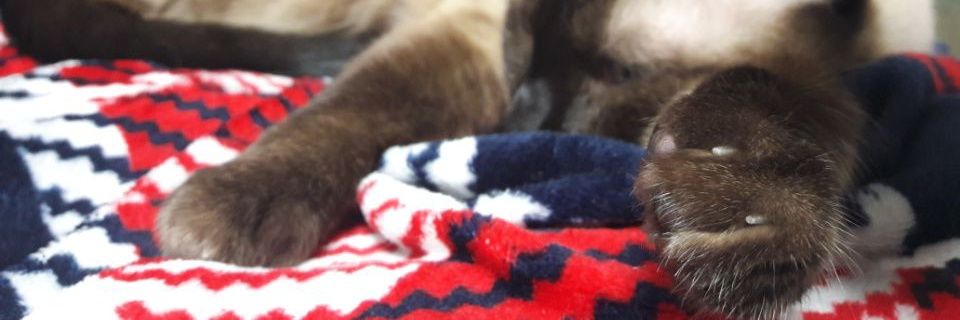 lovelyfur's profile banner image