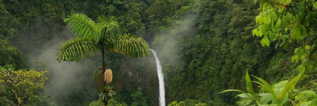 Fox_Dass's profile banner image