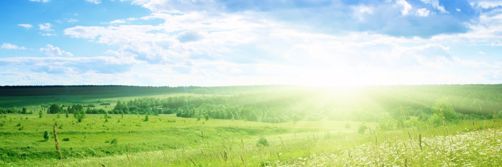 geckorosif's profile banner image