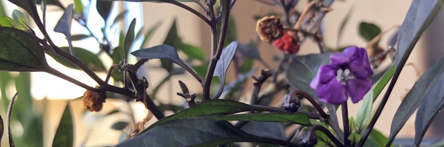 Guamfella's profile banner image