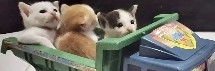 rosescribbage's profile banner image