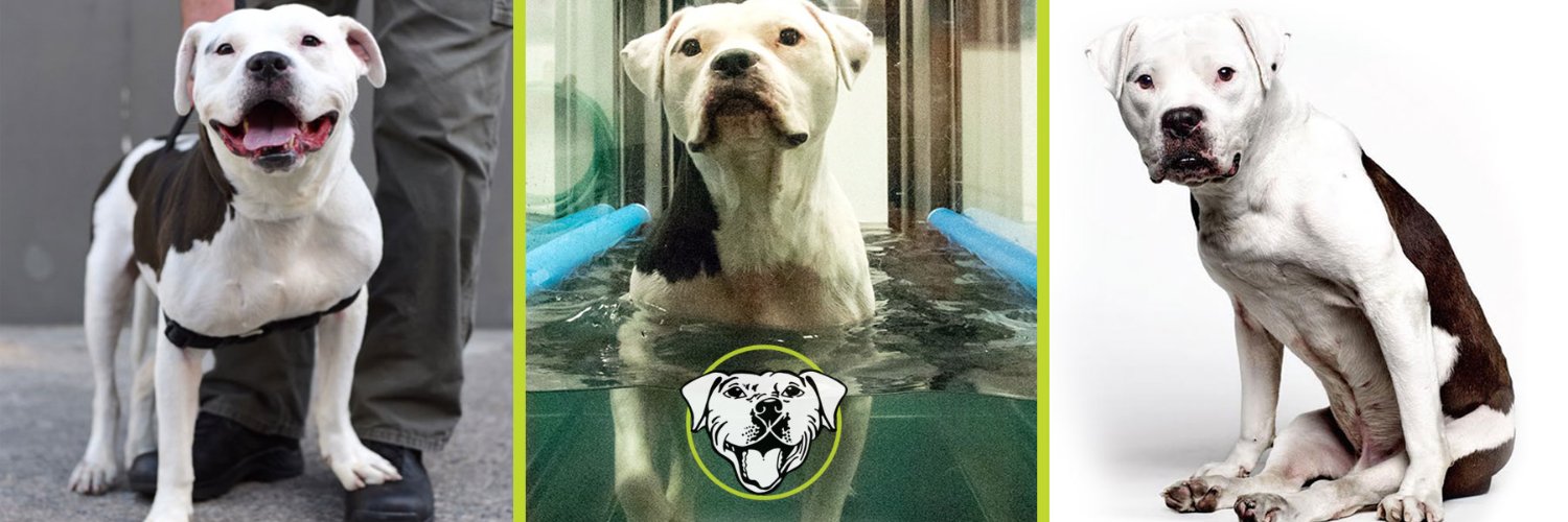 The REAL Bark banner