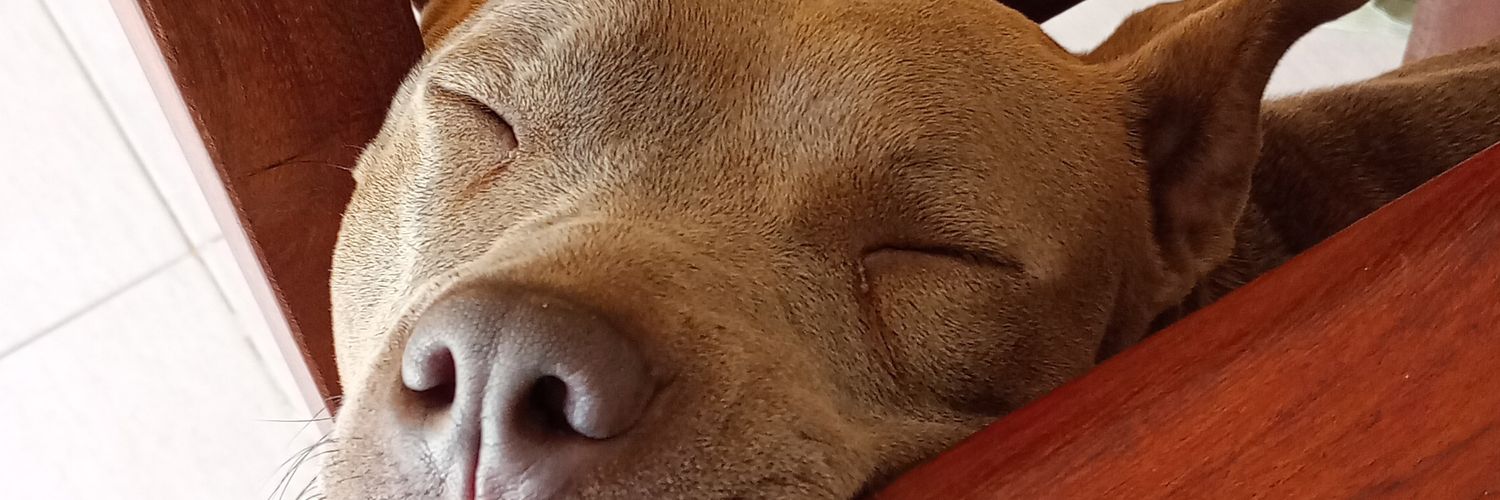 GiuliAndrek's profile banner image