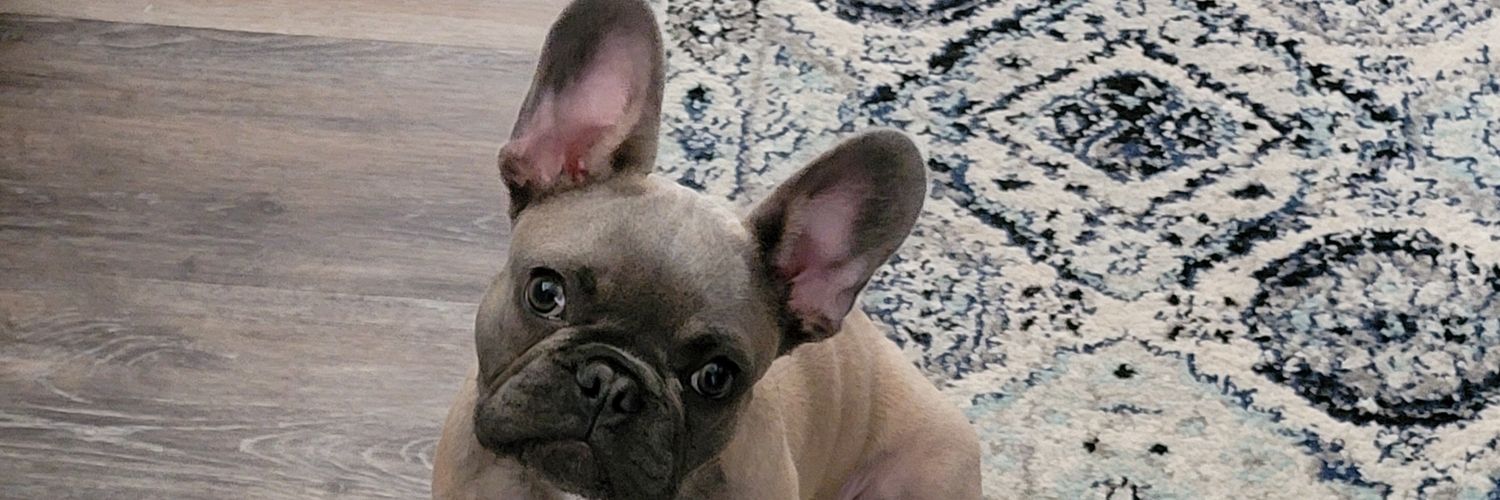 FrenchieDad0323's profile banner image