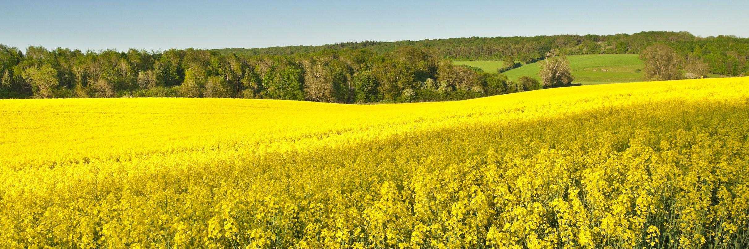 MN Canola Council banner