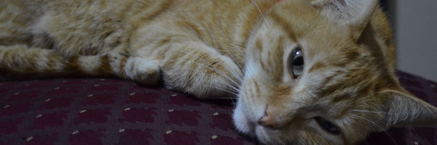Andy. banner