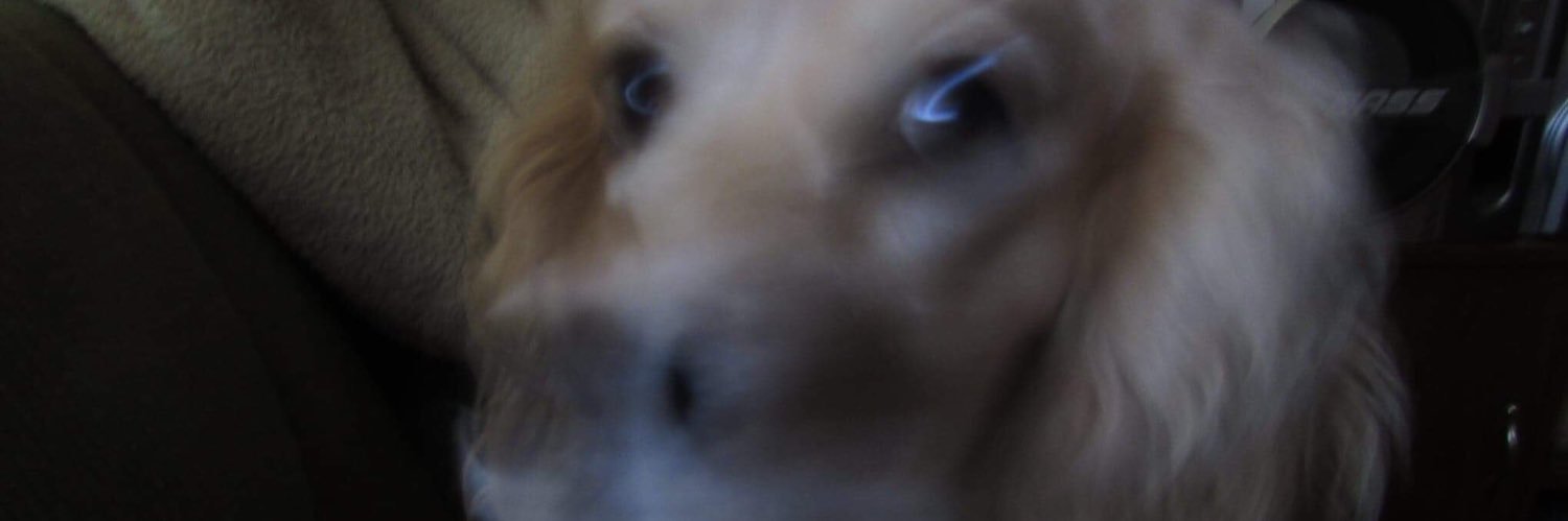 XimePiness's profile banner image