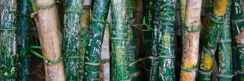 Bamboo4414's profile banner image