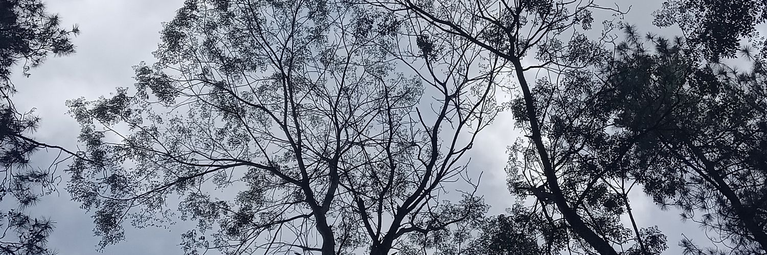 ney_rissa's profile banner image