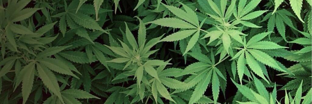 Weed is... banner