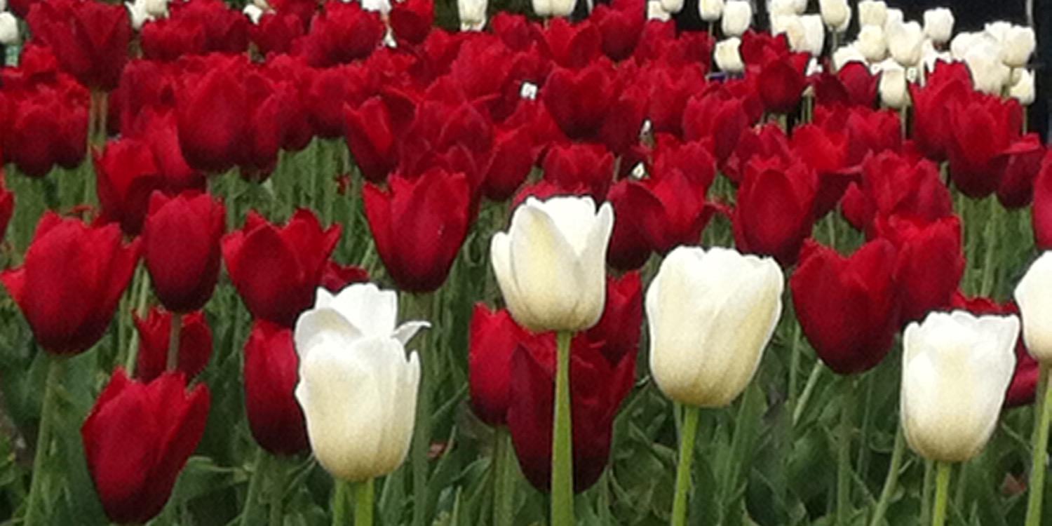 Prof. Kamaldeep Bhui CBE banner