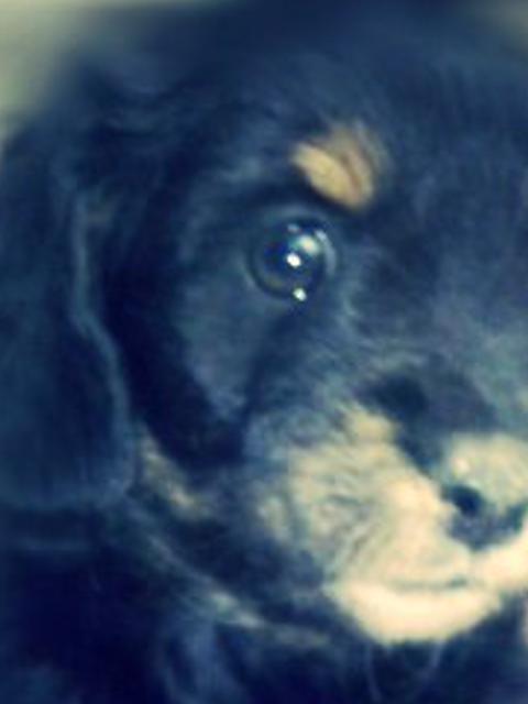 CirseAtenea's profile banner image