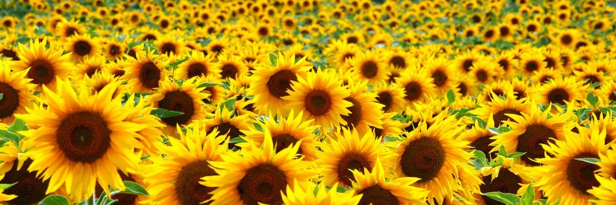 tulsamass's profile banner image