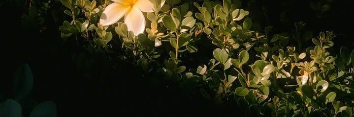 ncldx_'s profile banner image
