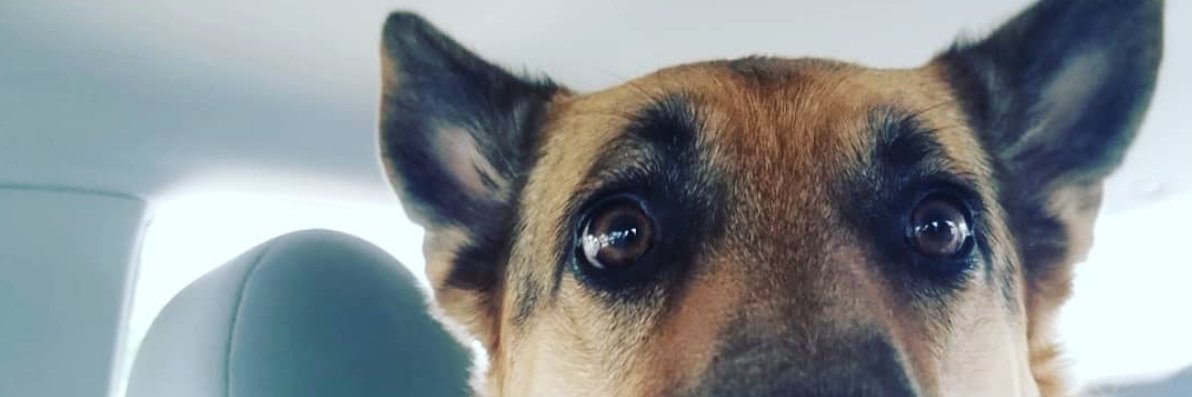 vivvibritton's profile banner image
