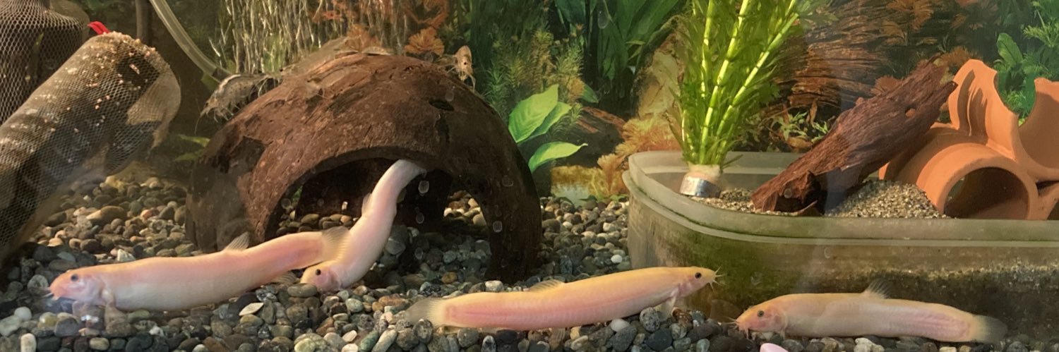 Spino_msk's profile banner image