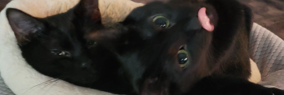 Grimm_Pyro's profile banner image