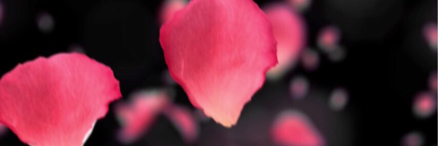 nanes_c's profile banner image