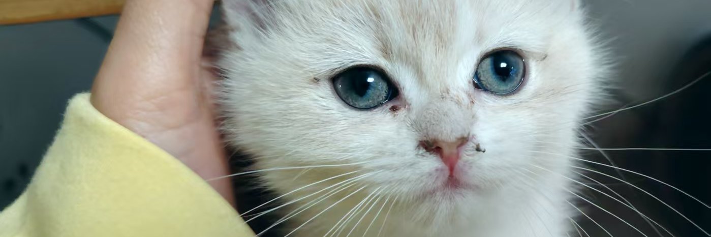 NancyNirv's profile banner image
