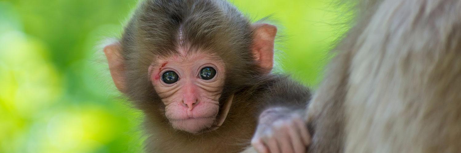 thatfkingmonkey's profile banner image