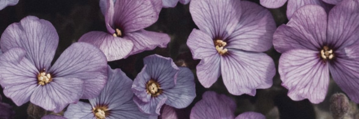 lyssaaa_forever's profile banner image
