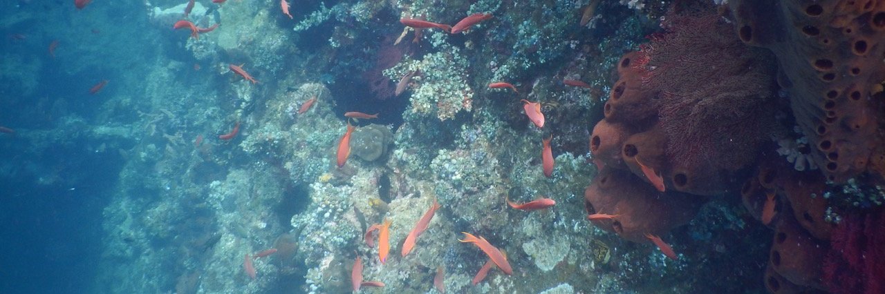 Dr Cat Dorey 🐟🪸🌳🐘 banner