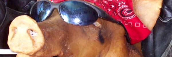Hogfarm2015's profile banner image