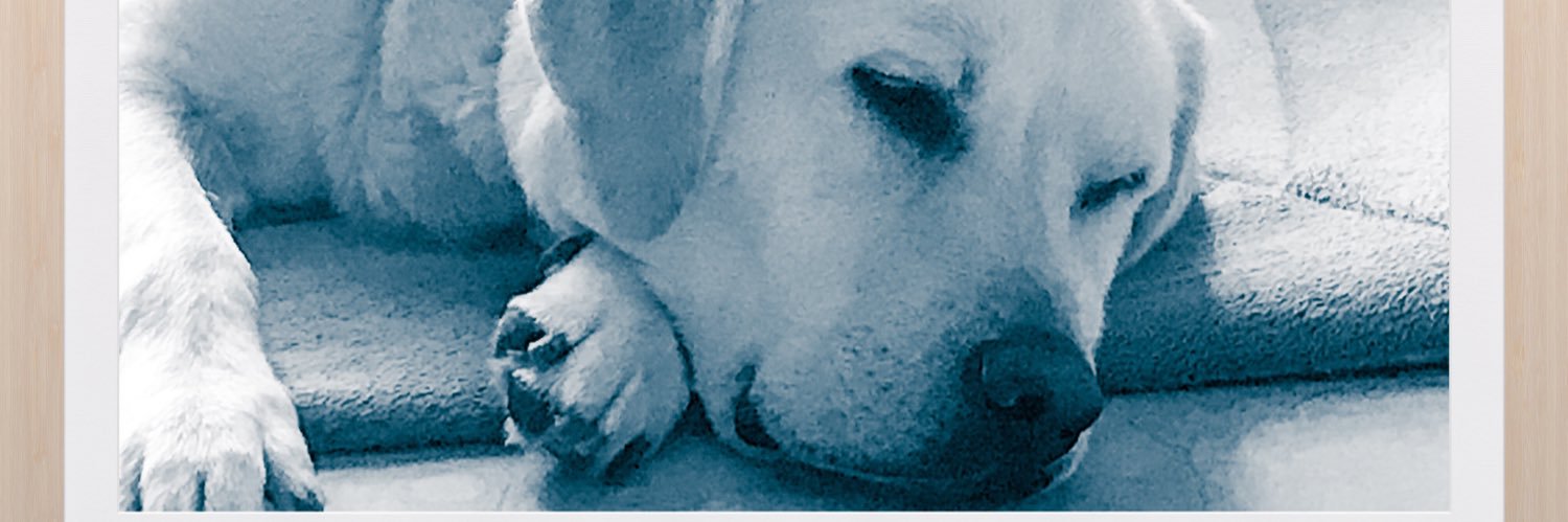 sdemartin's profile banner image