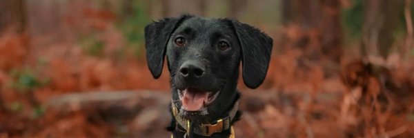 gunnerwoo Profile Banner