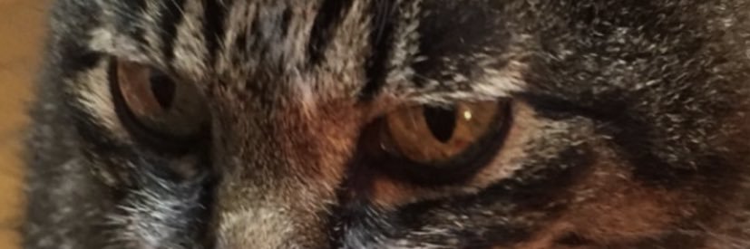 aprilryu1's profile banner image