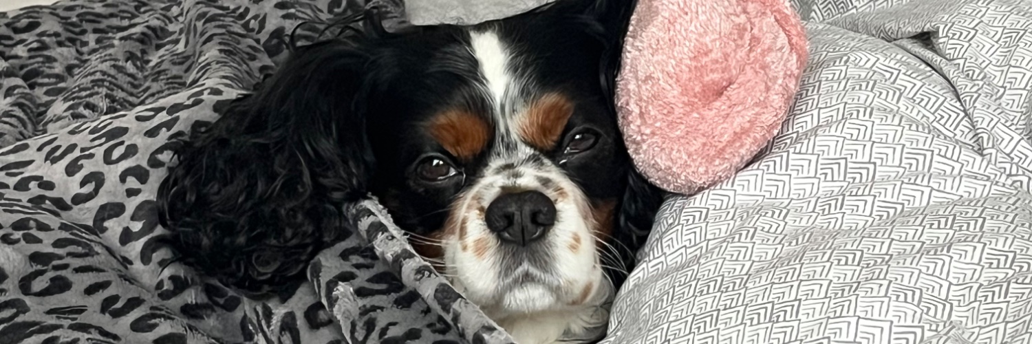 TJ banner