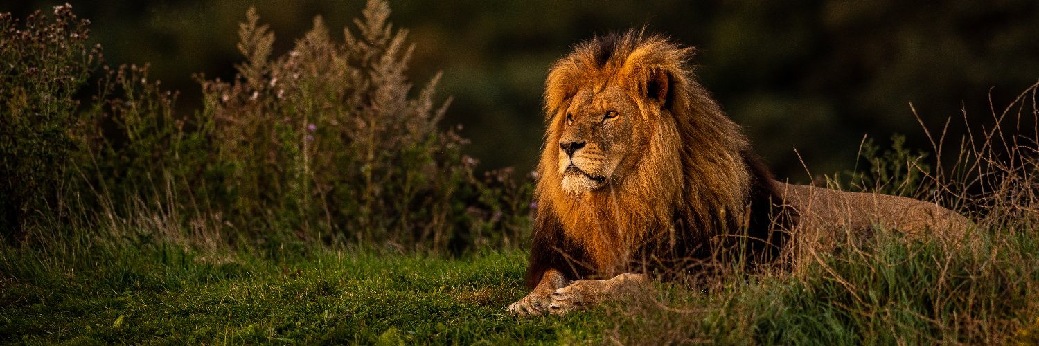Yorkshire Wildlife Park 🦁's banner