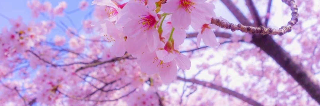 بياع الورد banner