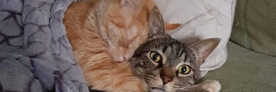 lalocadelosgatos👁️ banner