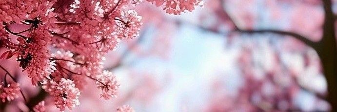 Sheylaqai's profile banner image