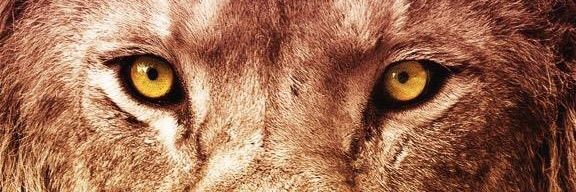 nakpek's profile banner image