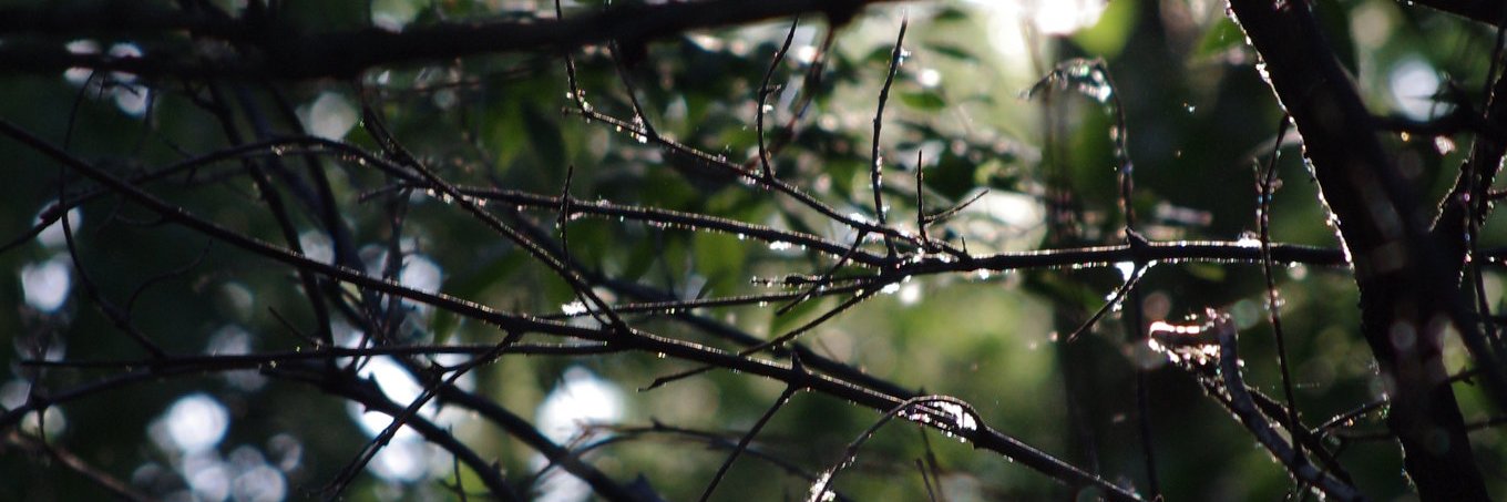 Clem_Hardy's profile banner image