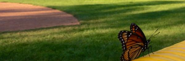 PittsfordLL Profile Banner