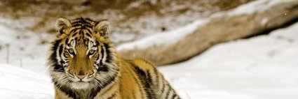dawnc0831's profile banner image