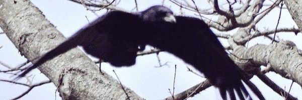 bfosterbfa Profile Banner