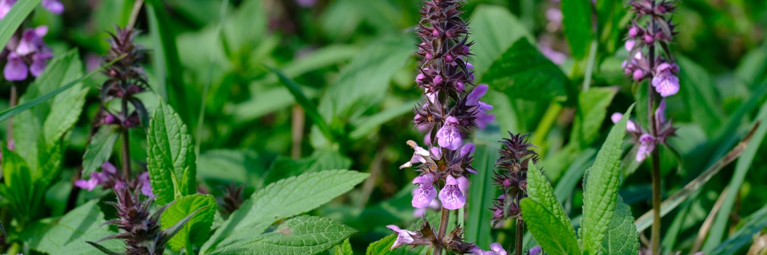 James Gilbert @jgrg@mstdn.science banner
