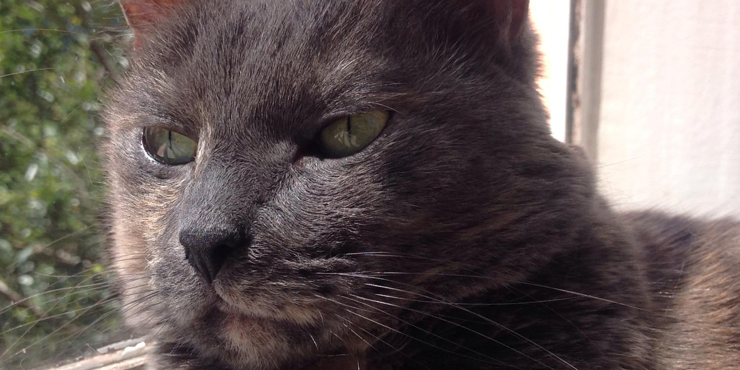 KateSnubby's profile banner image
