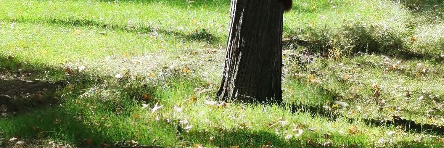 mostertutu's profile banner image