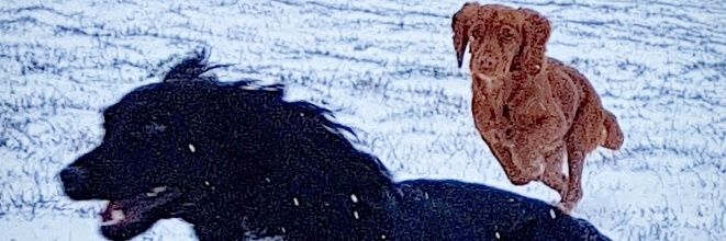 Peter 'Pedro' Walker banner