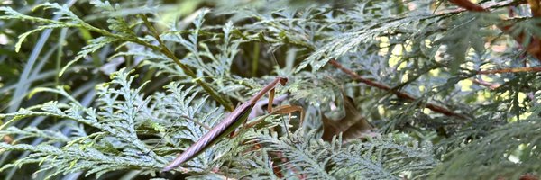 cromagnus Profile Banner