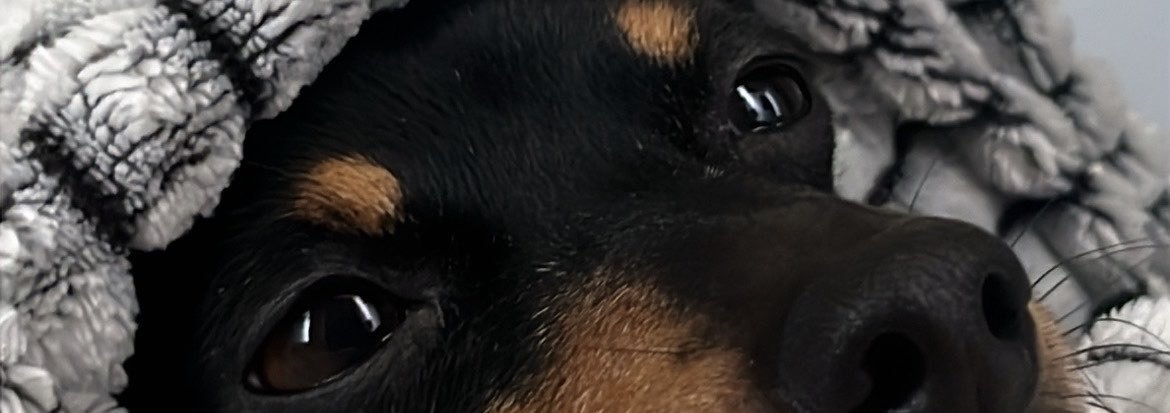 antitoklein's profile banner image